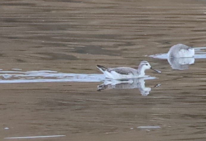Wilson's Phalarope - ML642195138