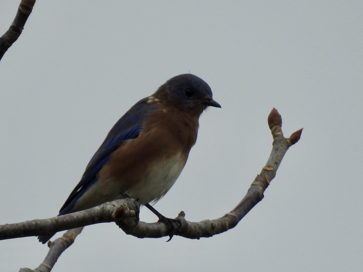 Eastern Bluebird - ML642195144