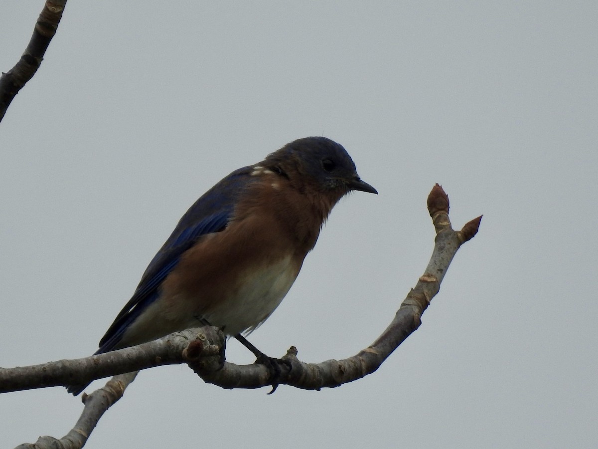 Eastern Bluebird - ML642195149