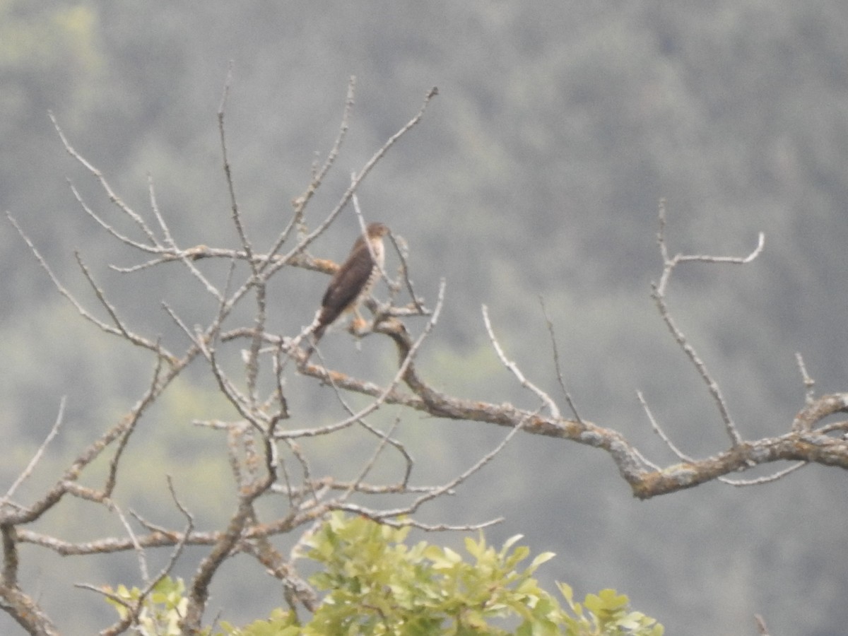 Sharp-shinned Hawk - ML642195162