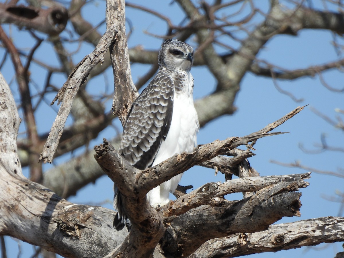 Martial Eagle - ML642195164