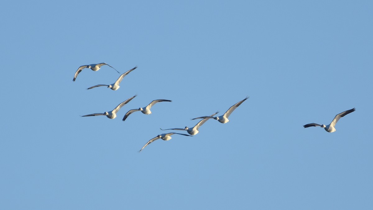 Snow Goose - ML642195166