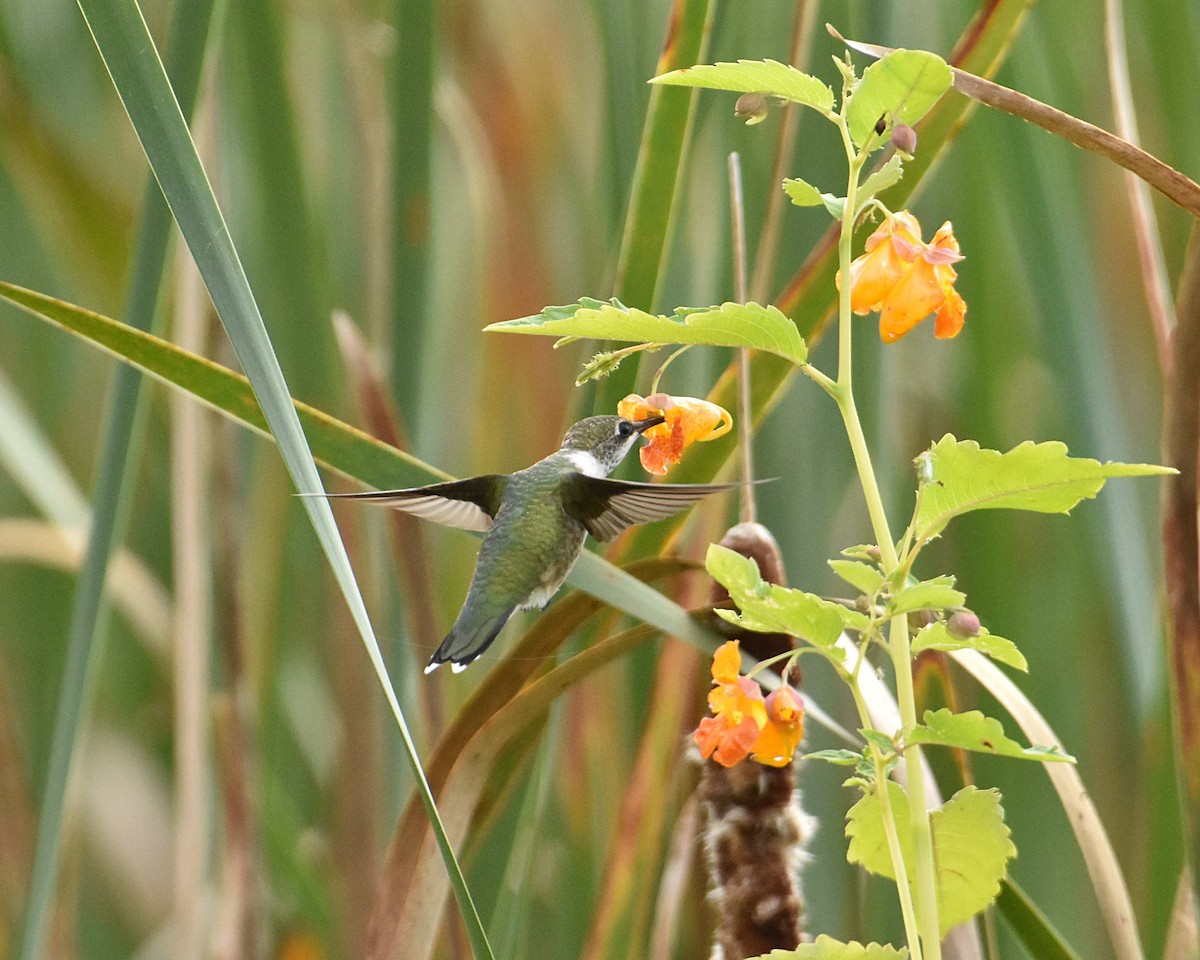 Ruby-throated Hummingbird - ML642195169