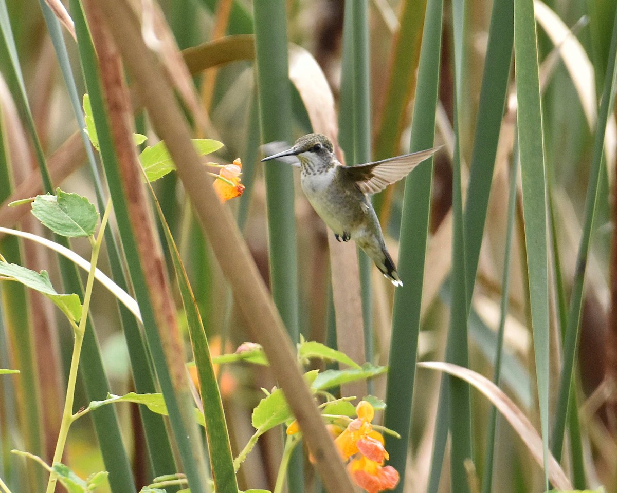 Ruby-throated Hummingbird - ML642195170