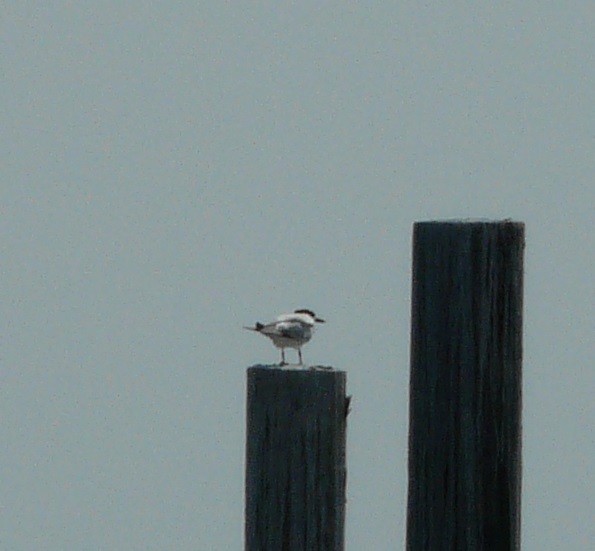 rybák severní (ssp. acuflavidus) - ML642195176