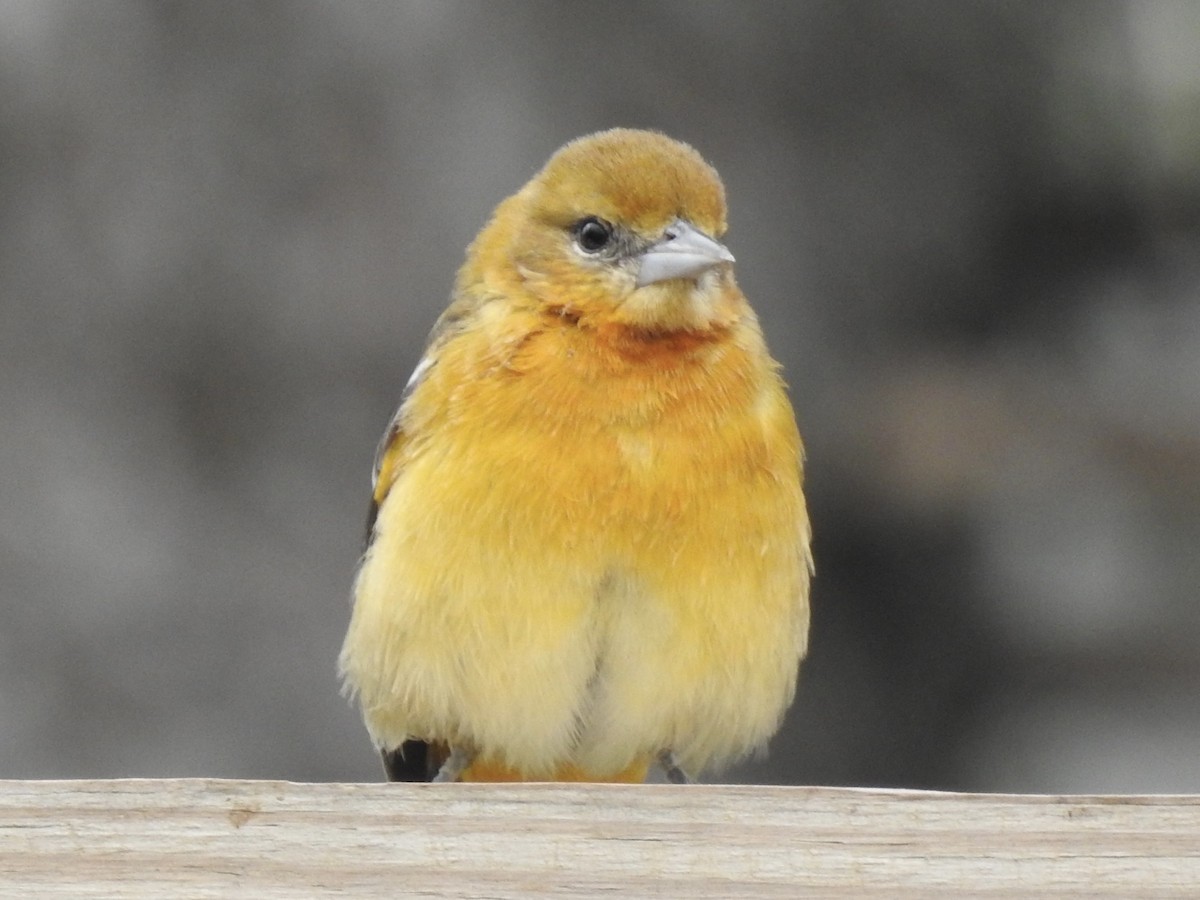 Baltimore Oriole - ML642195177