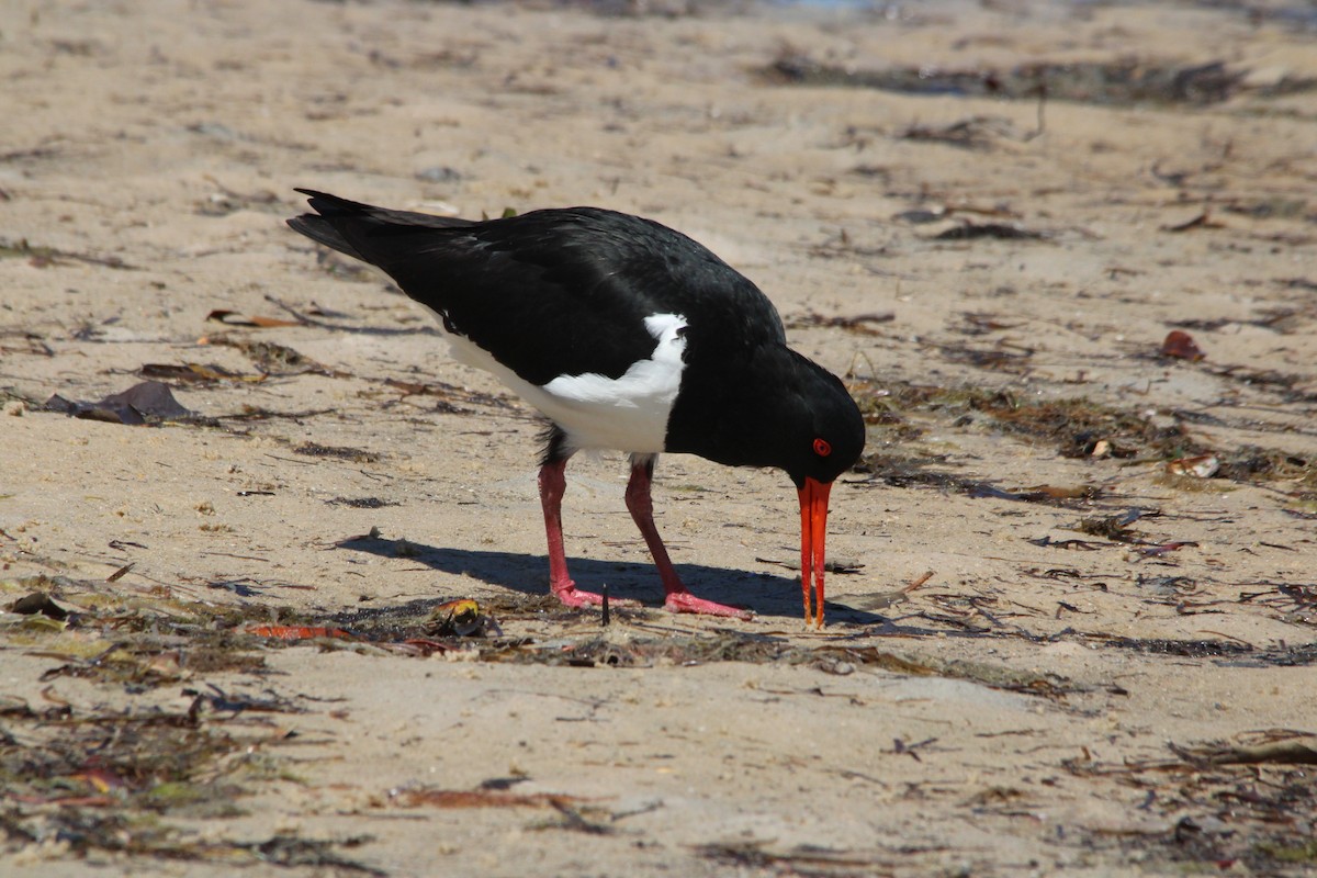 Pied Oystercatcher - ML642195180