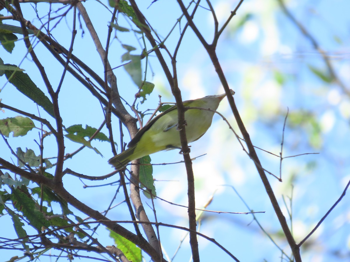 Yellow-green Vireo - ML642195182