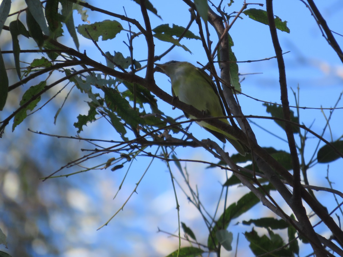 Yellow-green Vireo - ML642195183