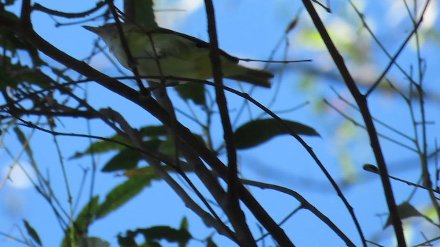 Yellow-green Vireo - ML642195184