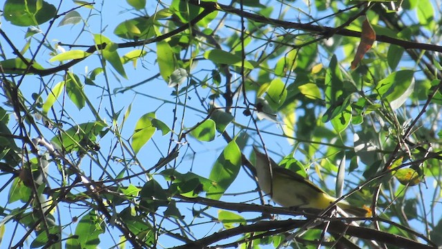 Yellow-green Vireo - ML642195185