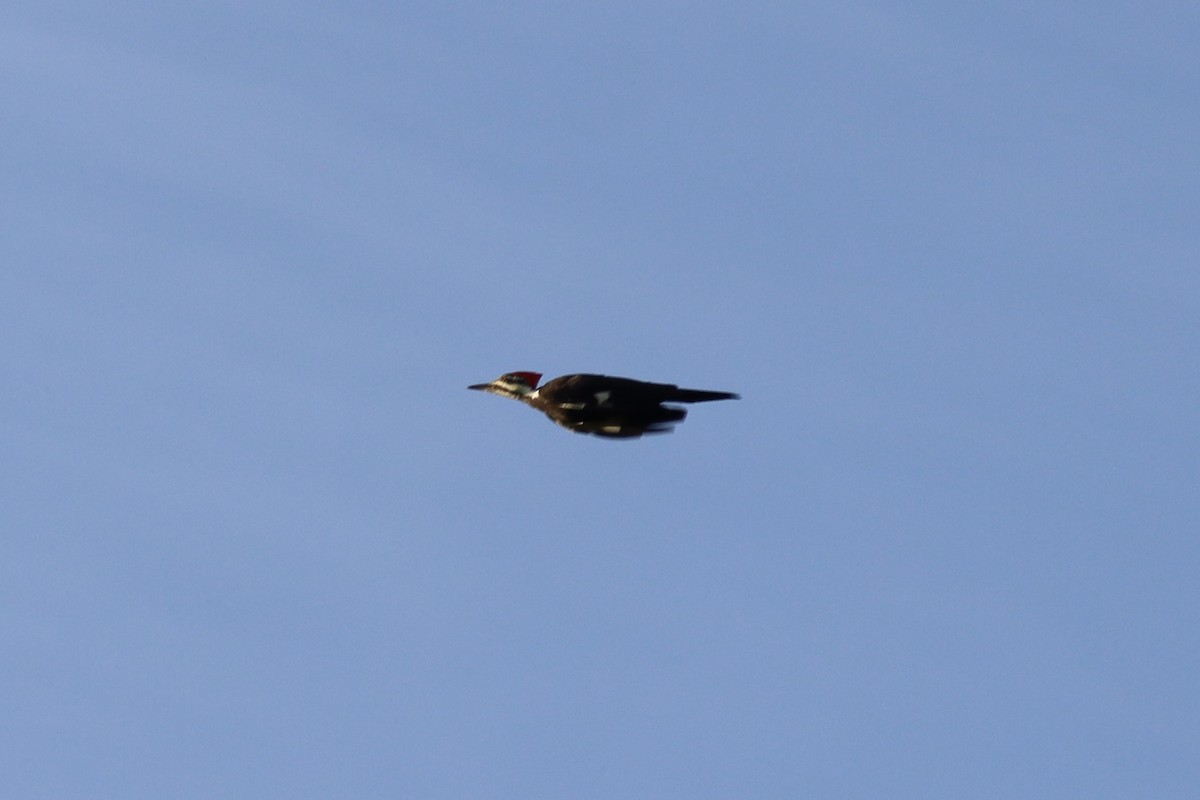 Pileated Woodpecker - ML642195196