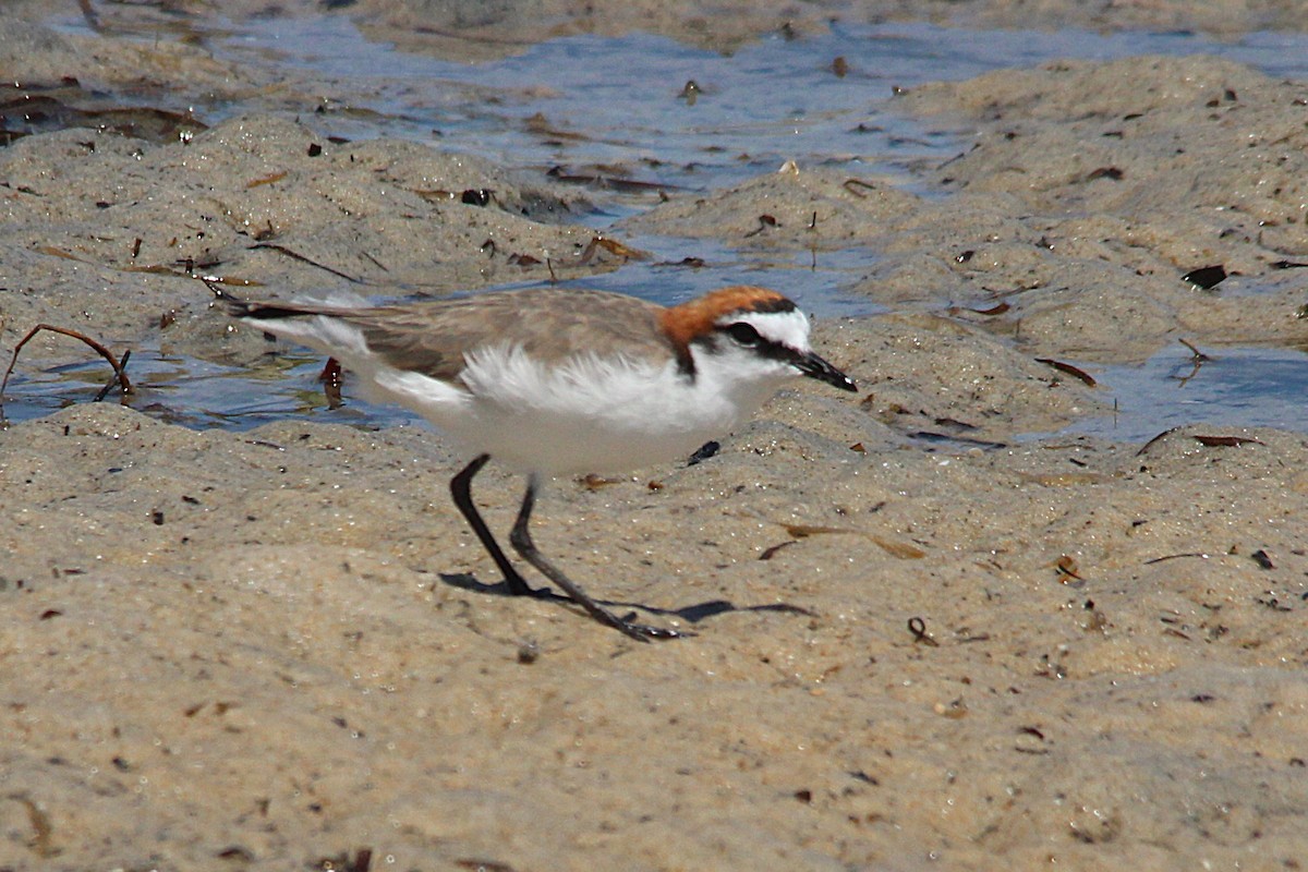 Red-capped Plover - ML642195201