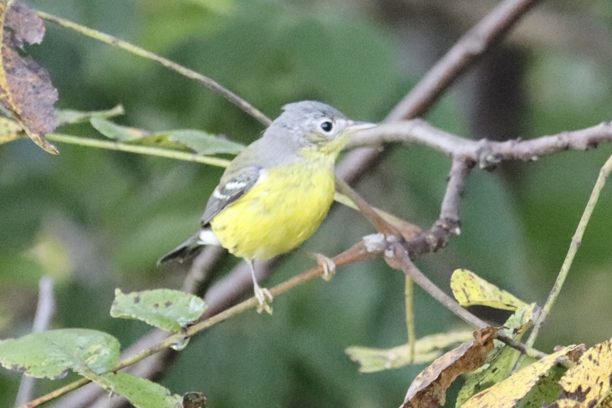 Magnolia Warbler - ML642195214