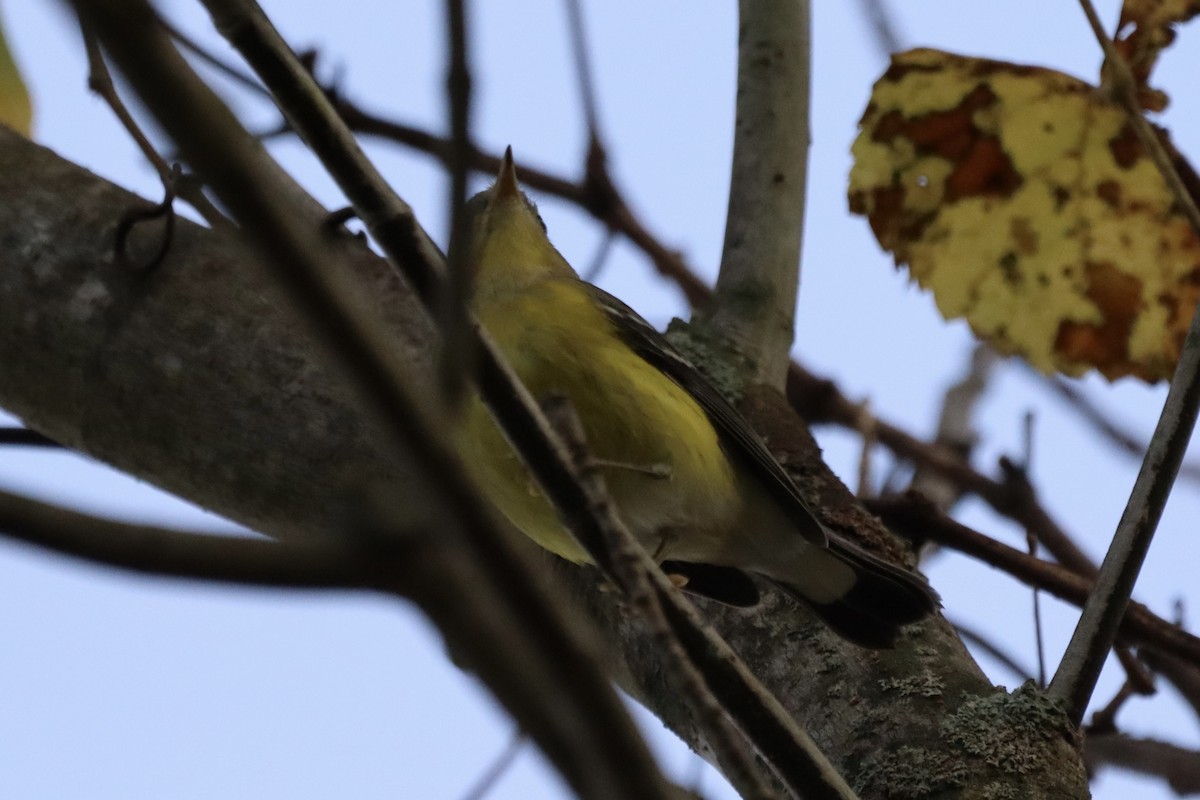 Magnolia Warbler - ML642195215