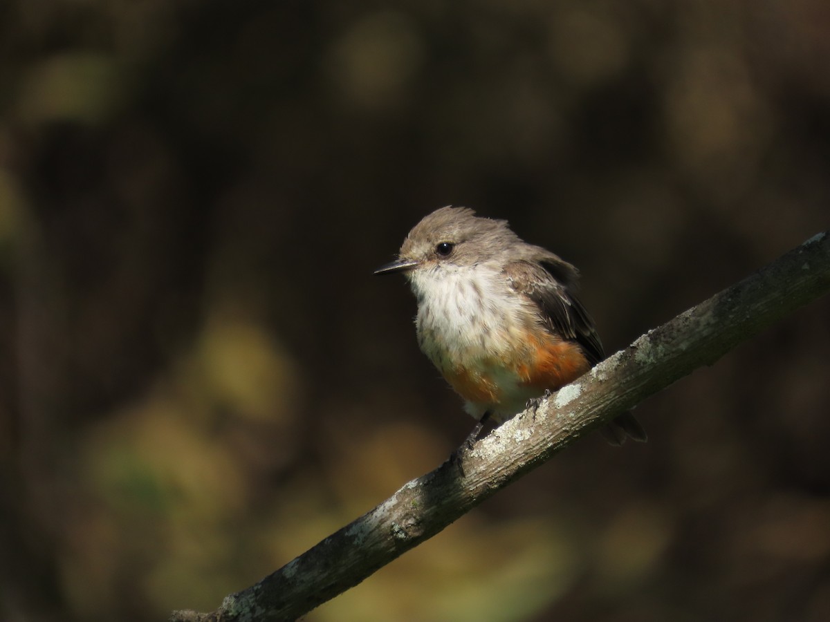 Vermilion Flycatcher - ML642195218