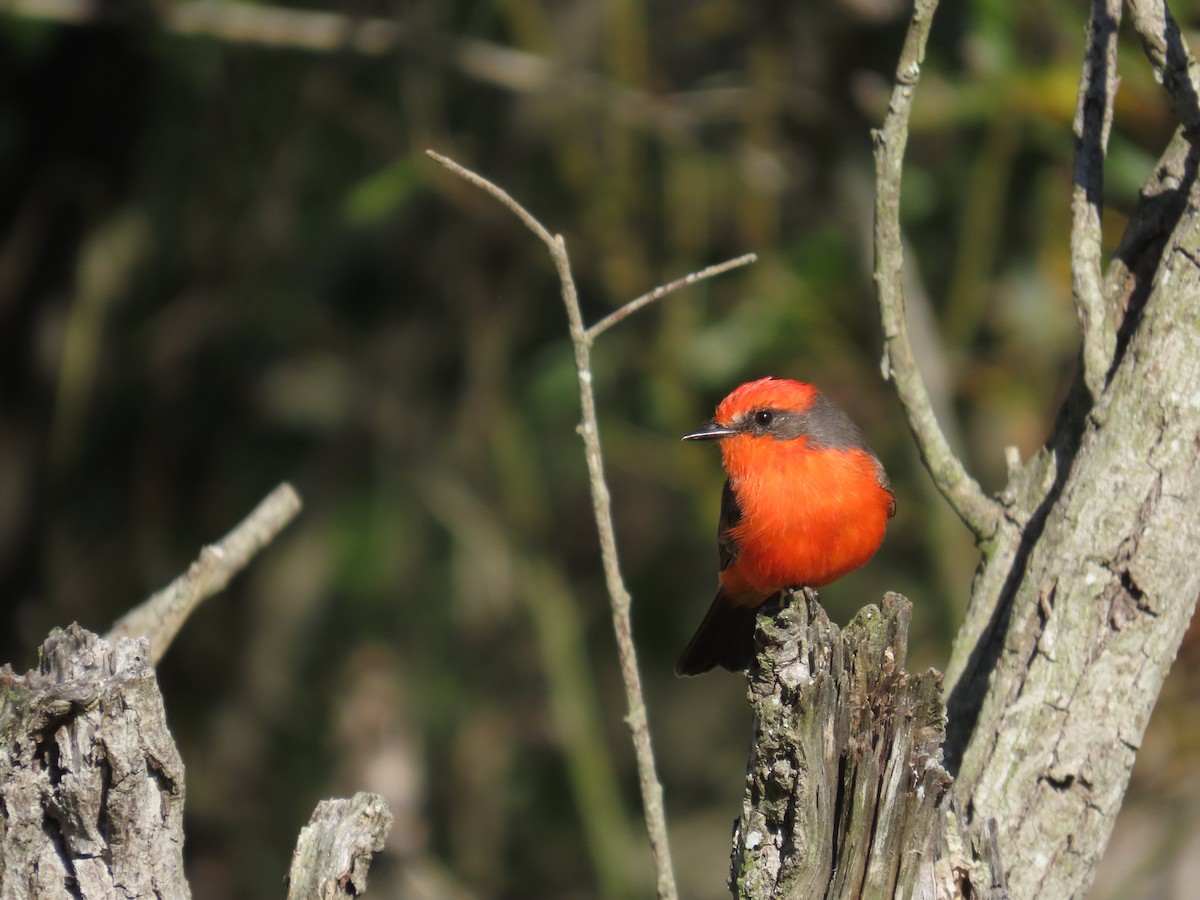 Vermilion Flycatcher - ML642195219