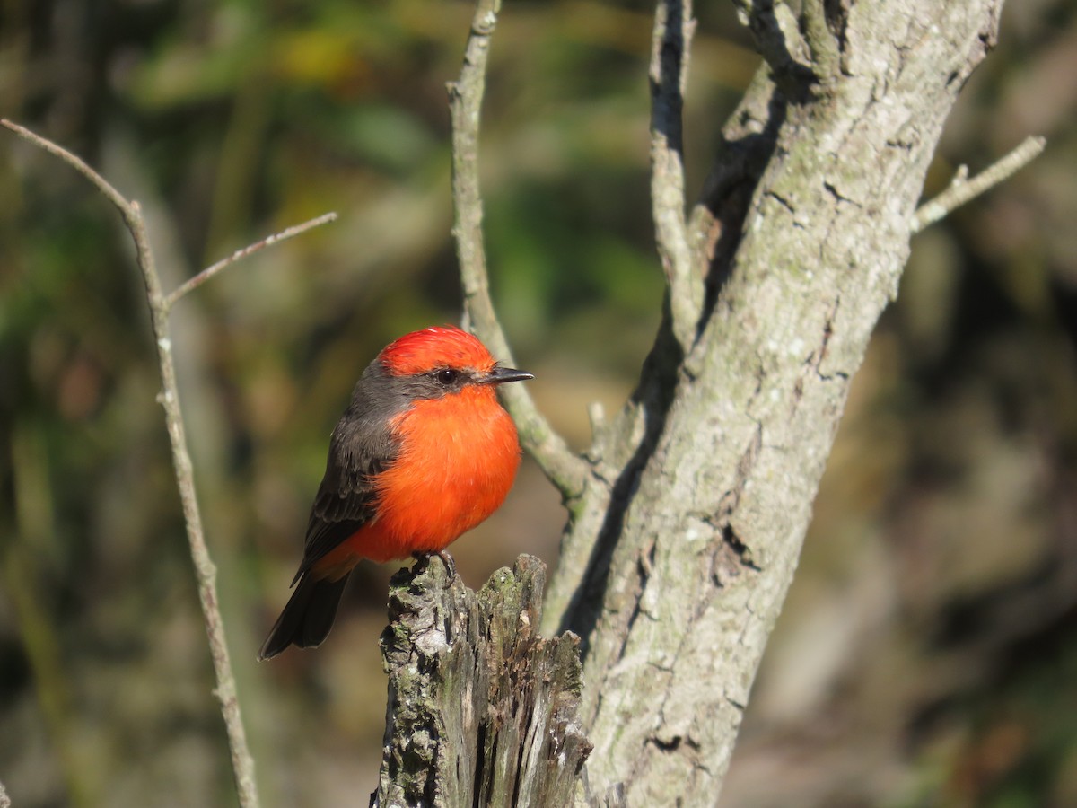 Vermilion Flycatcher - ML642195220