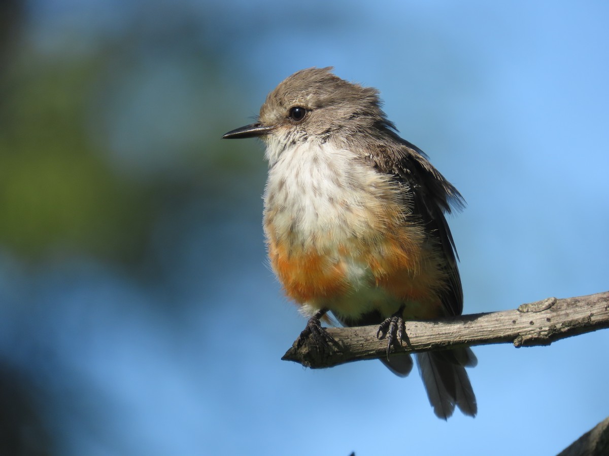 Vermilion Flycatcher - ML642195221
