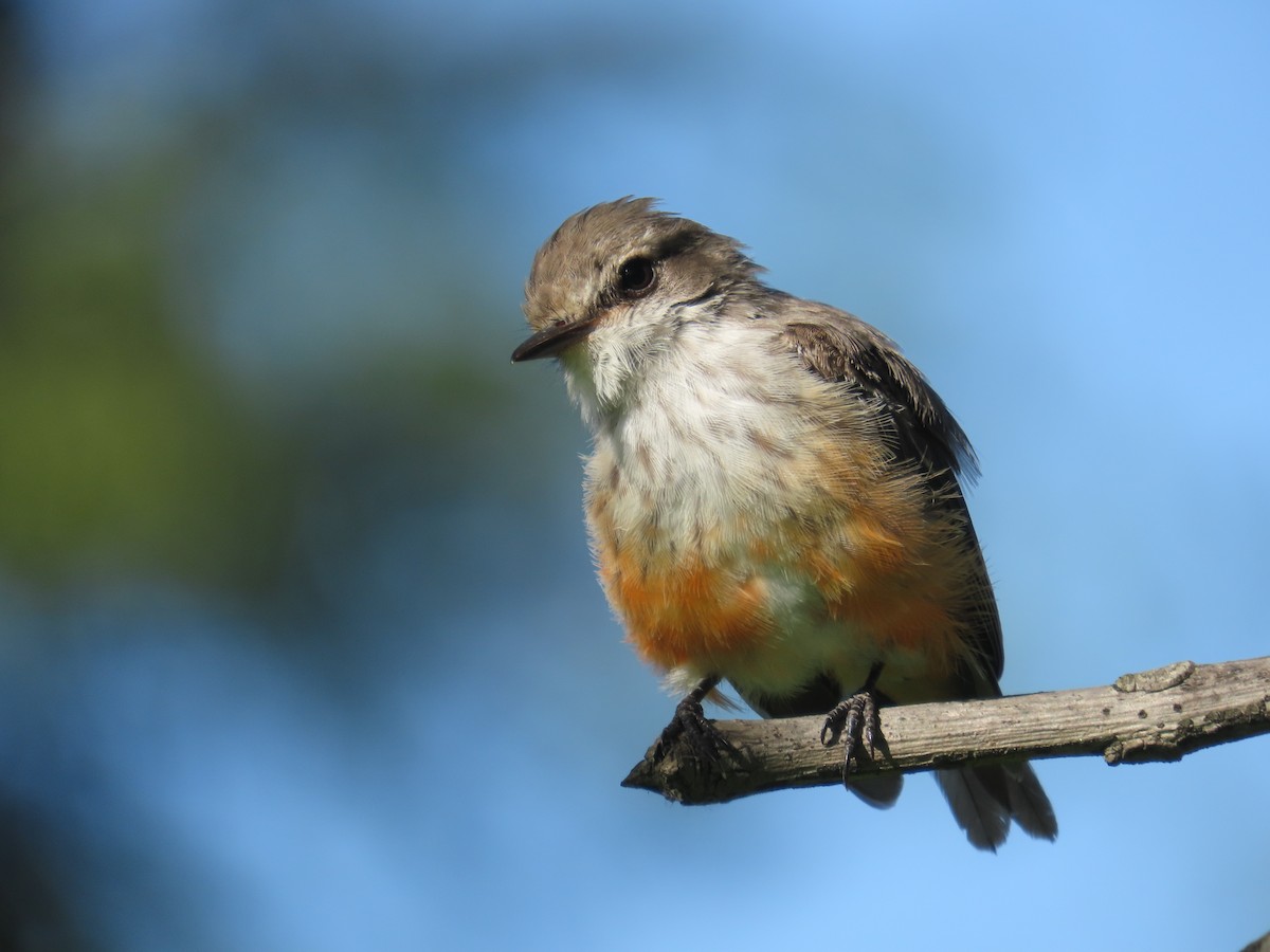 Vermilion Flycatcher - ML642195223