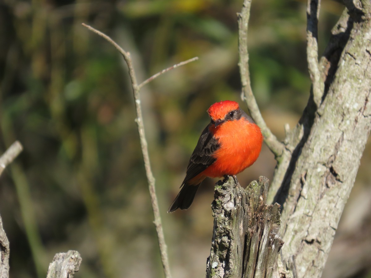 Vermilion Flycatcher - ML642195224