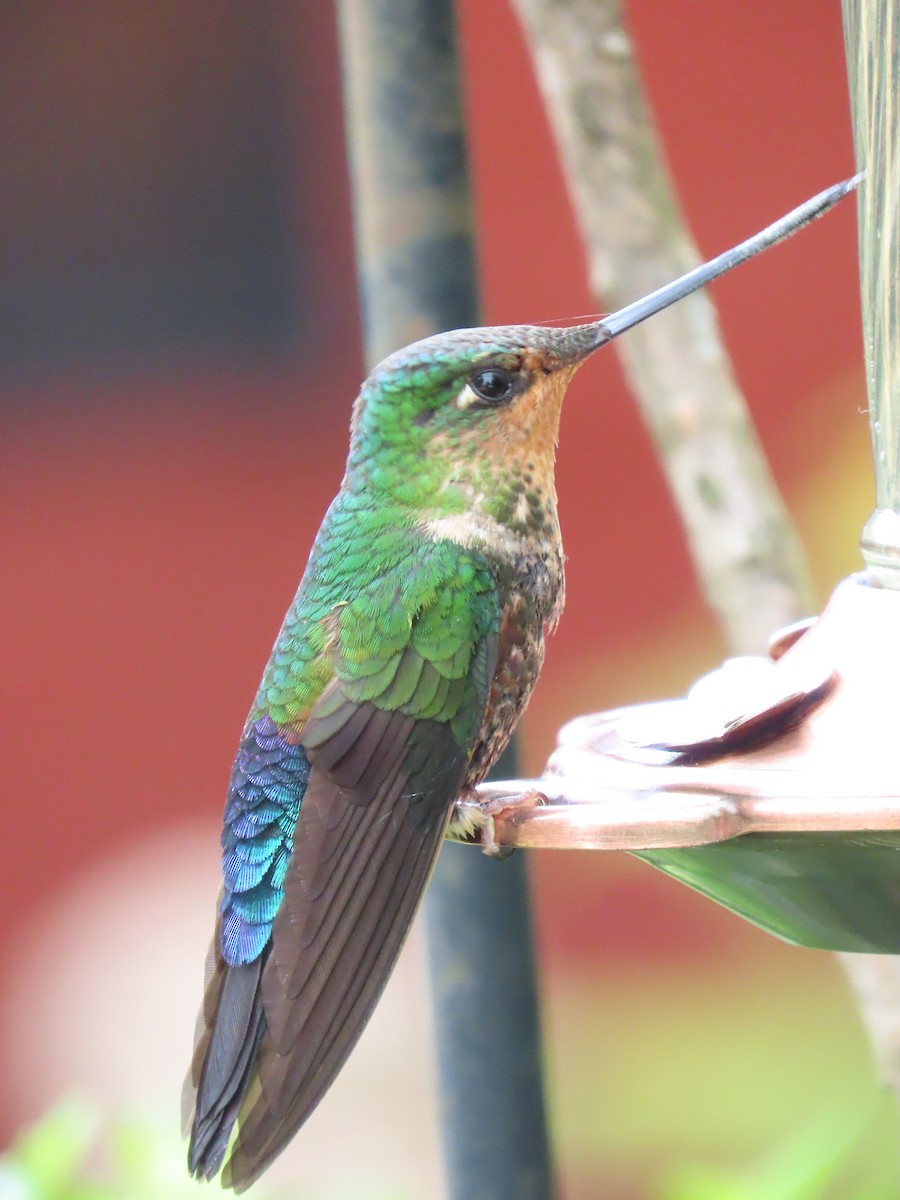 Blue-throated Starfrontlet - ML642195237