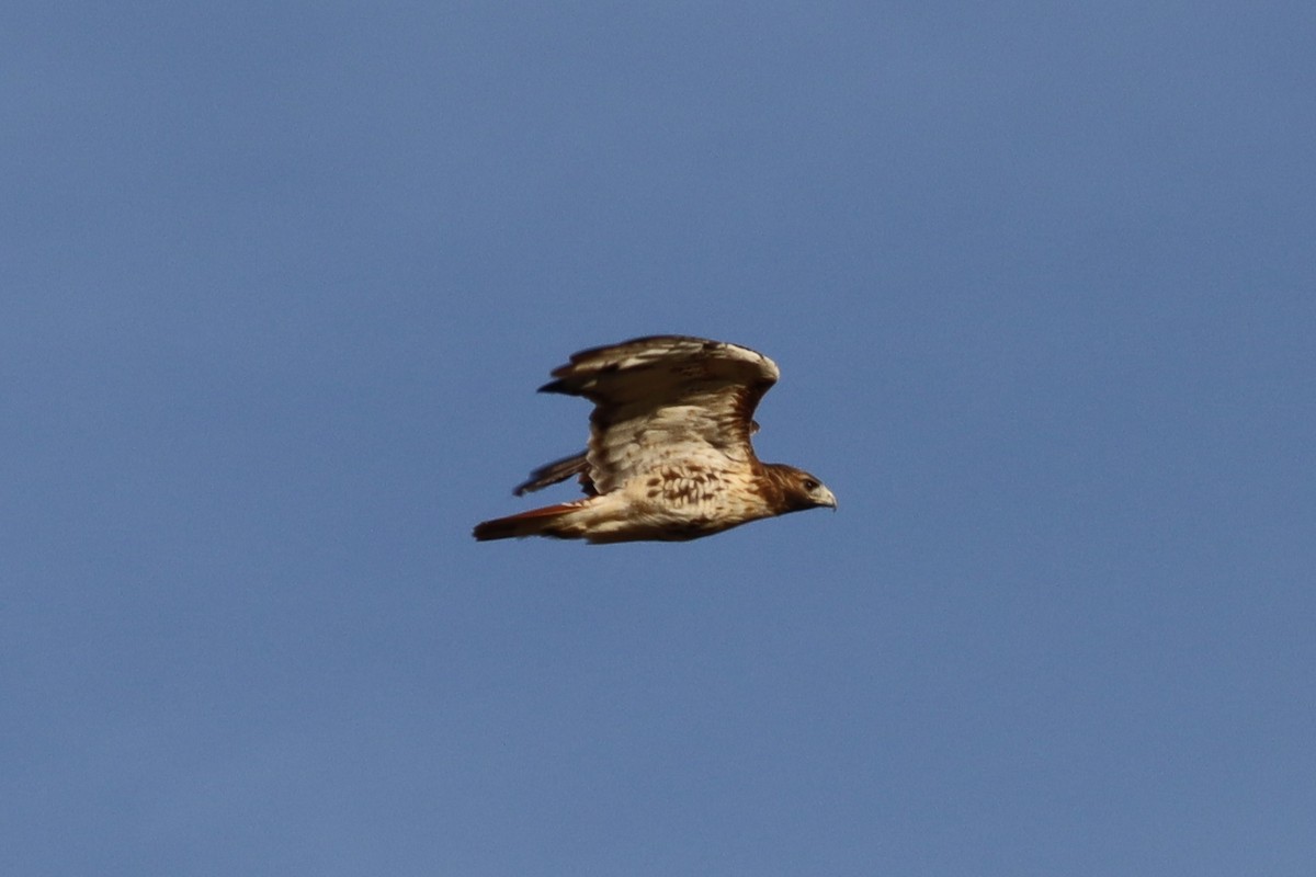 Red-tailed Hawk - ML642195239