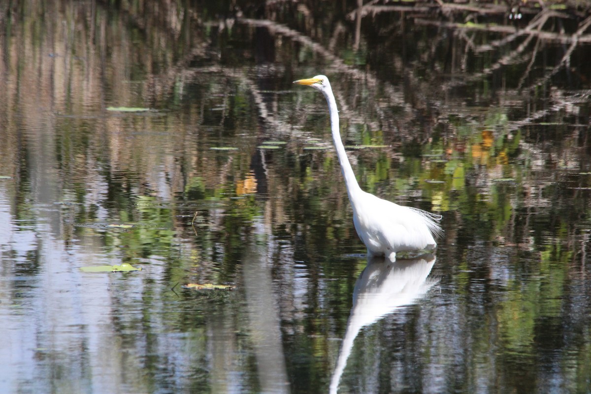 Great Egret - ML642195242