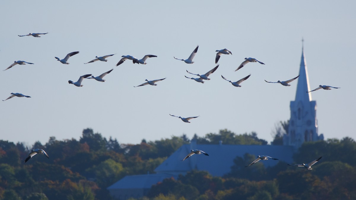 Snow Goose - ML642195247