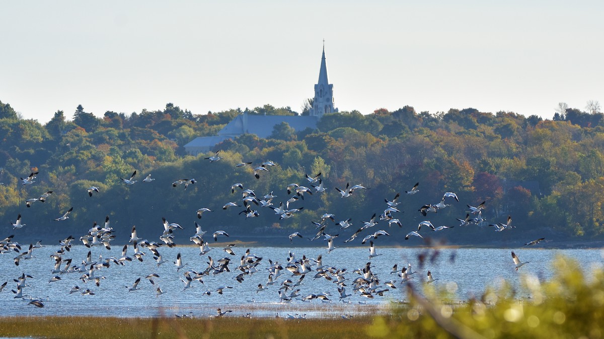 Snow Goose - ML642195261