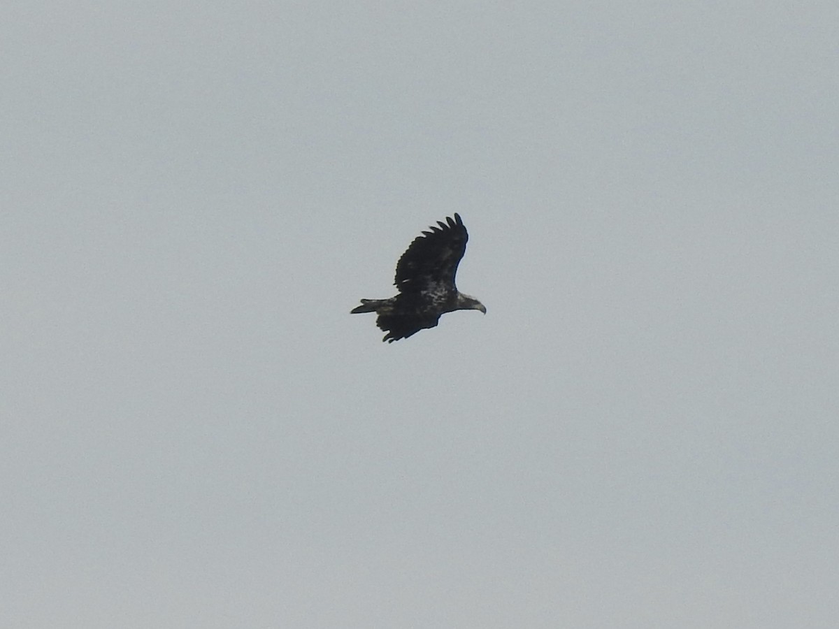 Bald Eagle - ML642195266