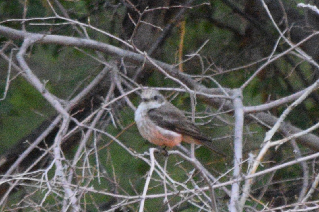 Mosquero Cardenal - ML642195270