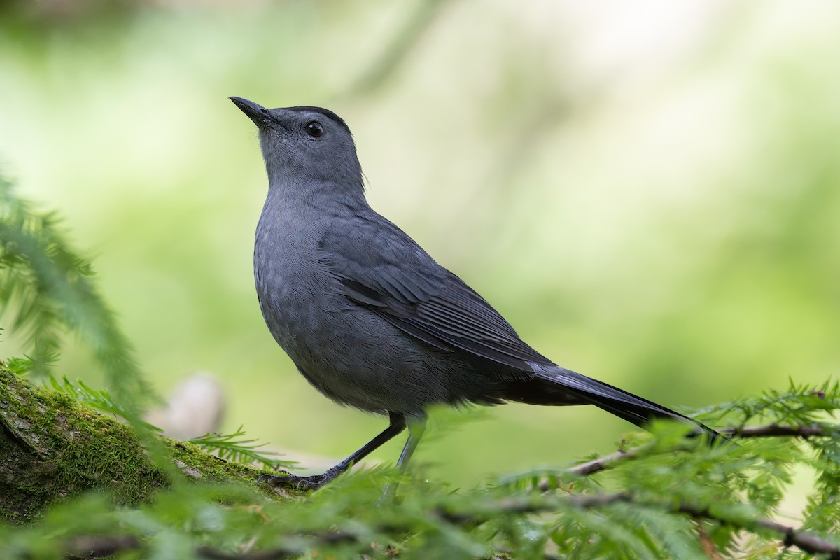 Gray Catbird - ML642195276