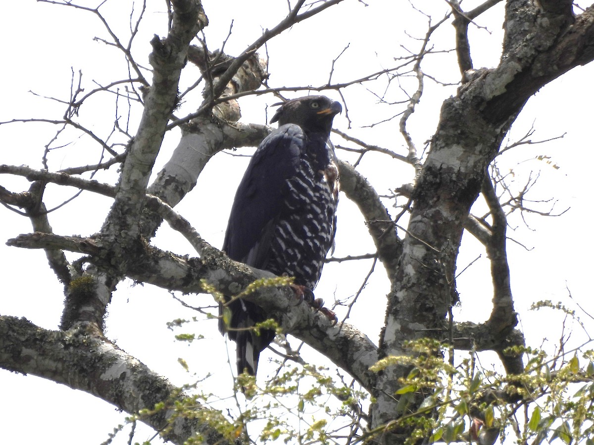 Crowned Eagle - ML642195290