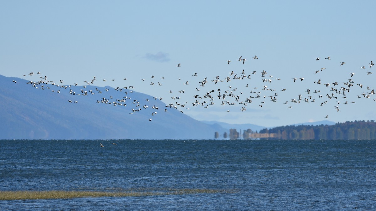 Snow Goose - ML642195298