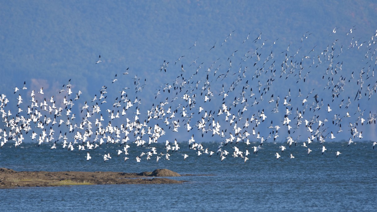 Snow Goose - ML642195306