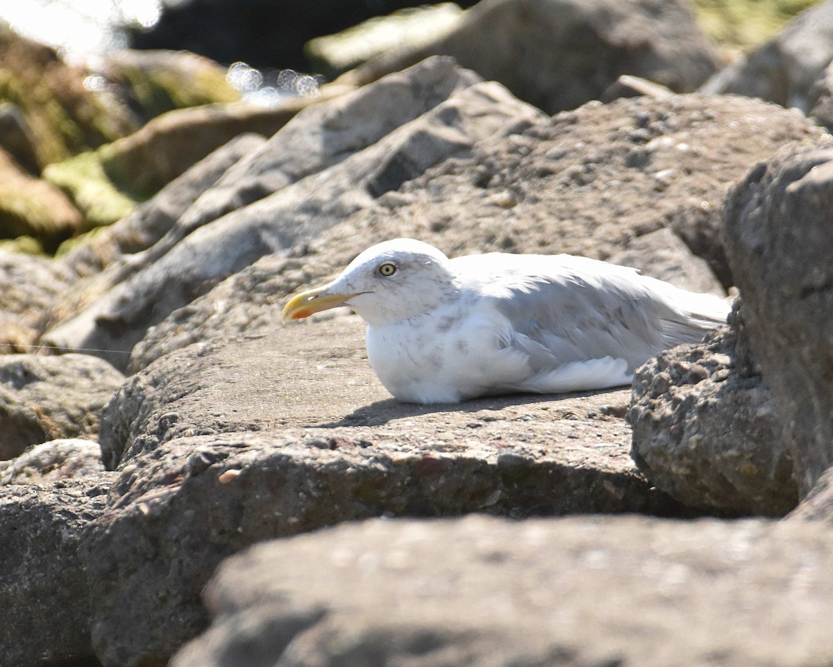 American Herring Gull - ML642195310