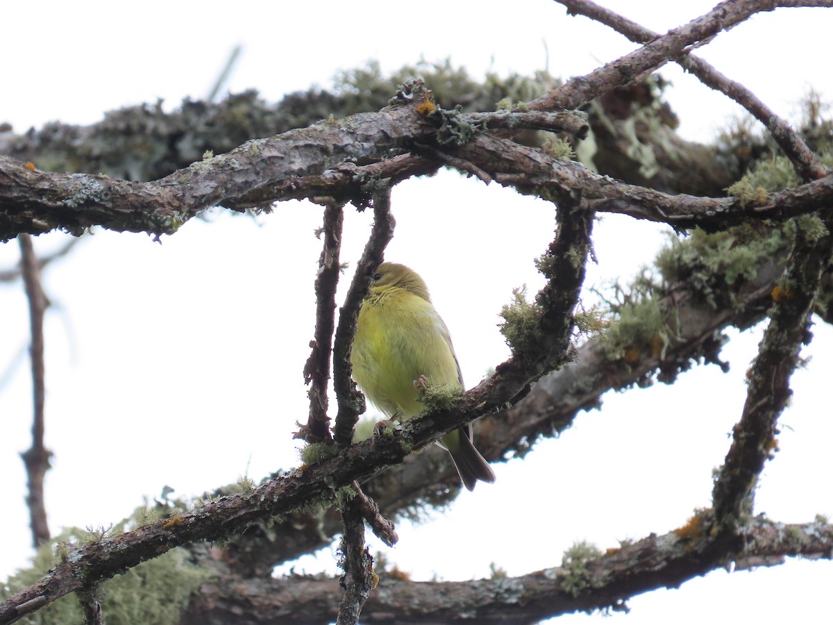 Andean Siskin - ML642195319