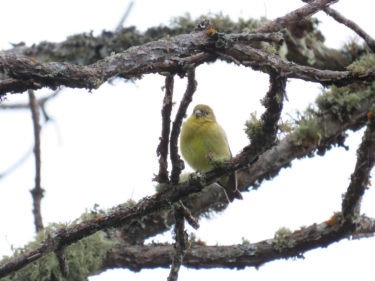 Andean Siskin - ML642195320