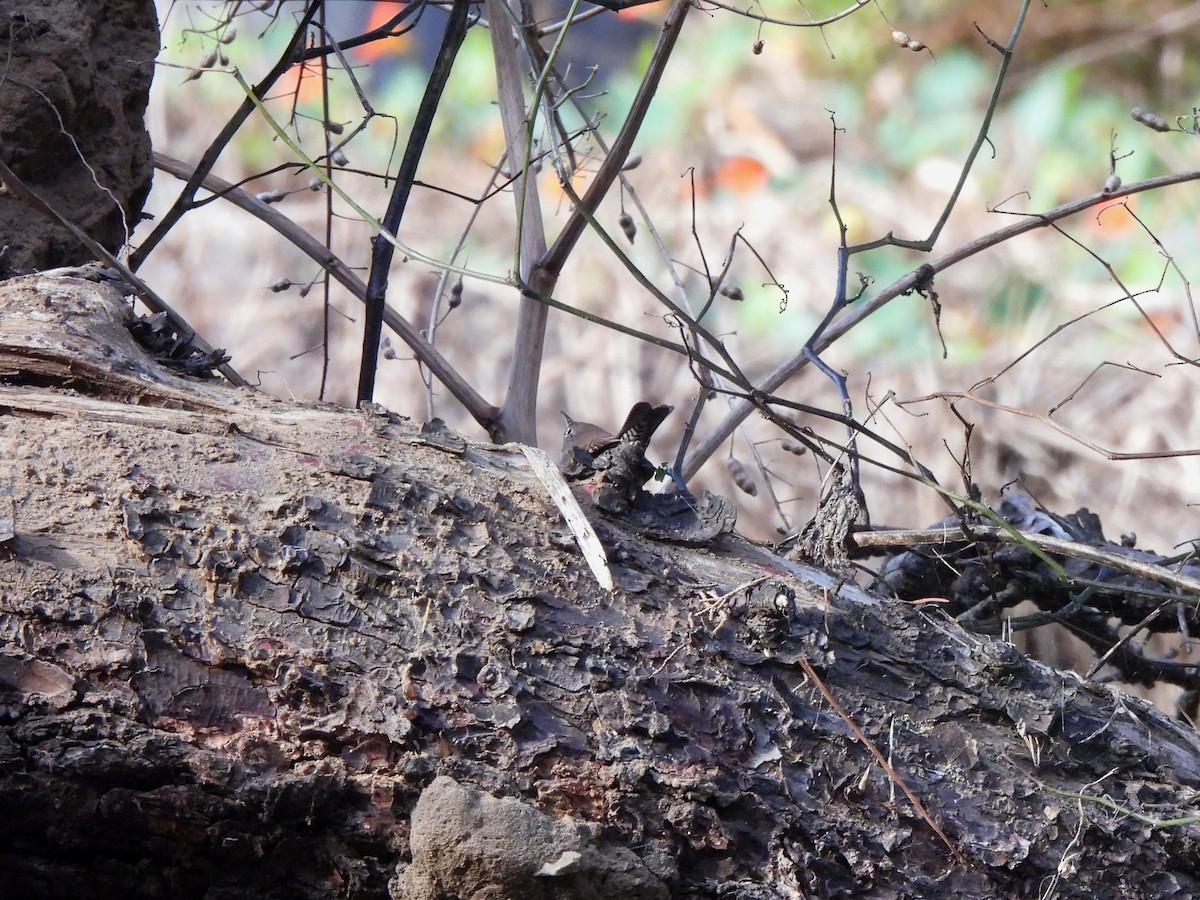 Northern House Wren - ML642195321