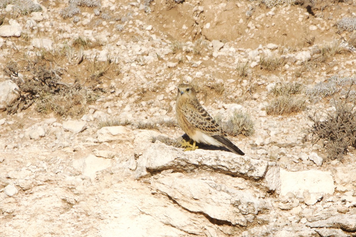 Greater Kestrel - ML642195329