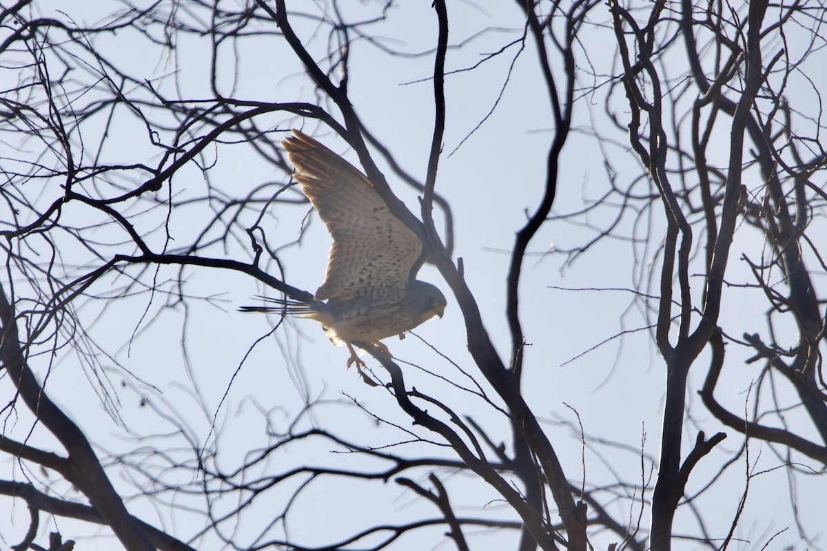Lesser Kestrel - ML642195330