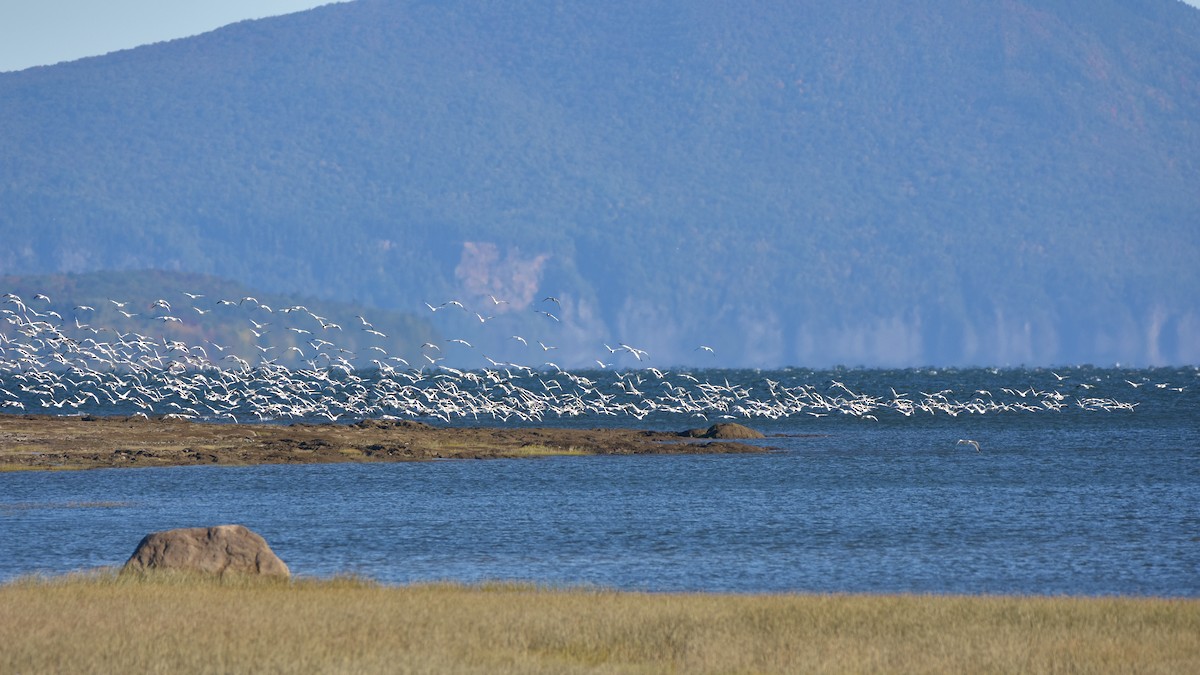 Snow Goose - ML642195340