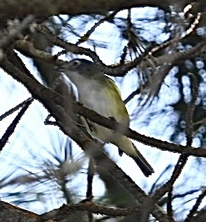 Blue-headed Vireo - ML642195350