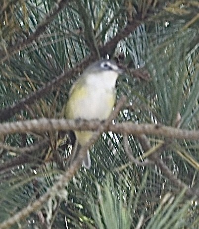 Blue-headed Vireo - ML642195351