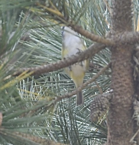 Blue-headed Vireo - ML642195352