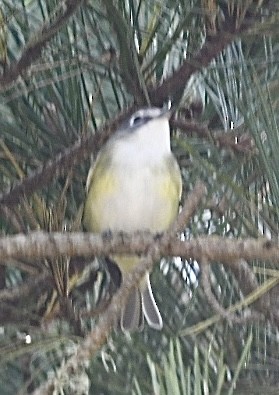 Blue-headed Vireo - ML642195353