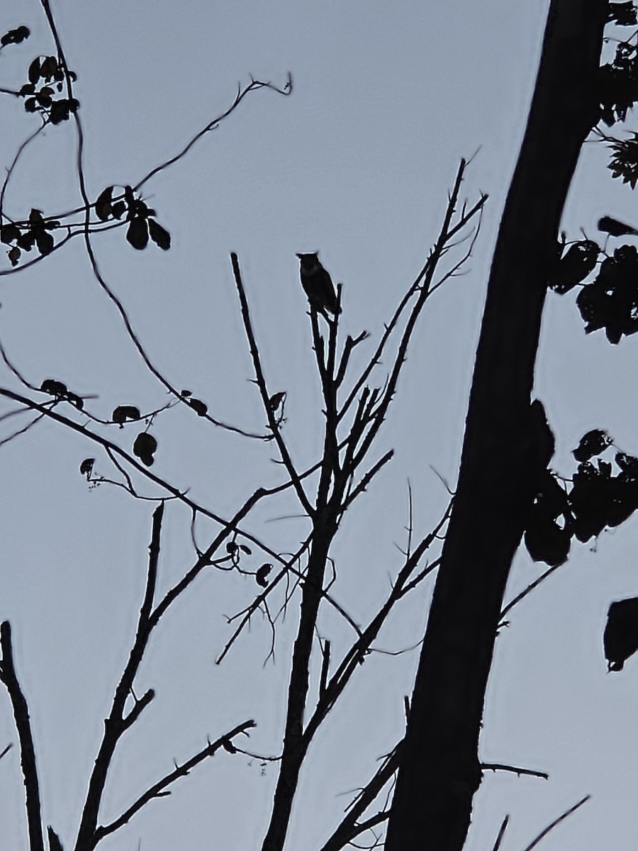 Great Horned Owl - ML642195366