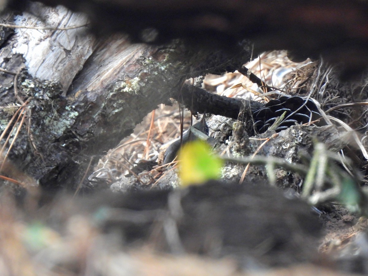 Northern House Wren - ML642195373