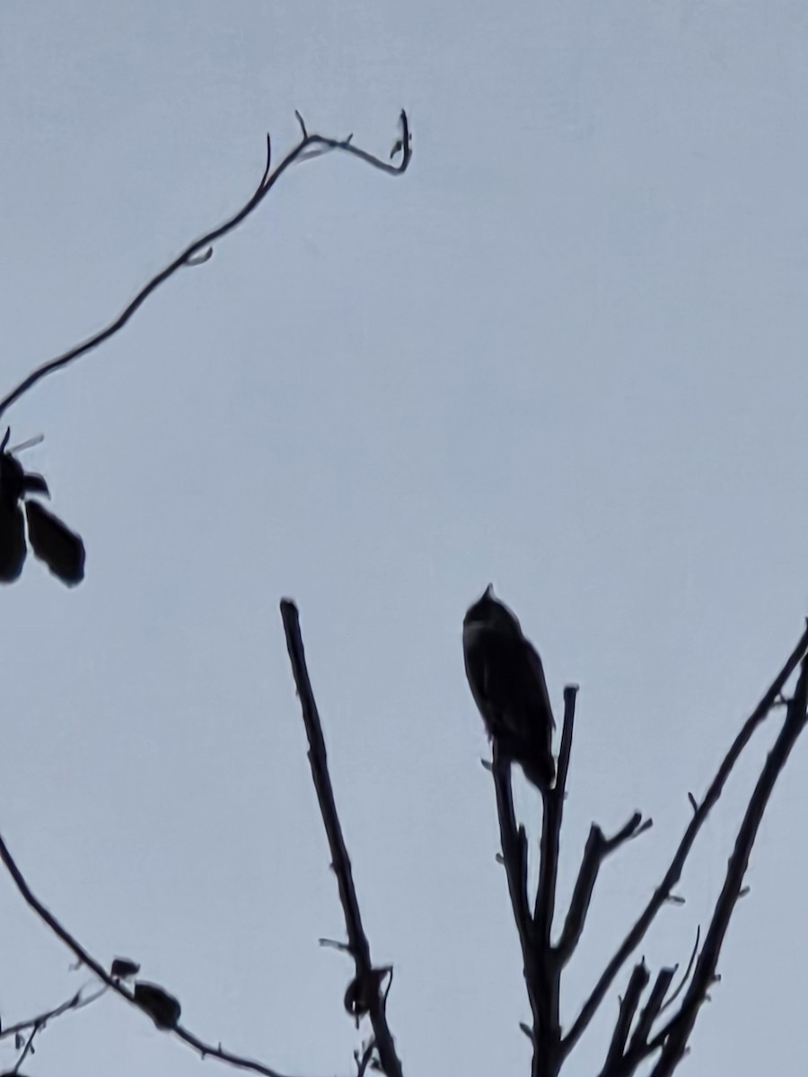 Great Horned Owl - ML642195374